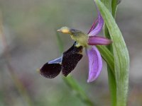 Ophrys drumana 12,, Saxifraga-Luuk Vermeer