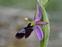 Ophrys drumana 13,, Saxifraga-Luuk Vermeer