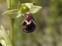 Ophrys dyris 4, Saxifraga-Jan van der Straaten