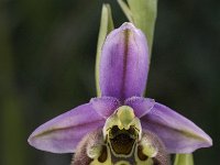 Ophrys episcopalis 2, Saxifraga-Willem van Kruijsbergen