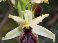 Ophrys exaltata ssp marzuola (occidentalis) 5, Saxifraga-Hans Dekker