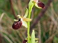 Ophrys exaltata ssp marzuola 14, Saxifraga-Hans Dekker