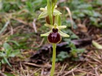 Ophrys exaltata ssp marzuola 18, Saxifraga-Hans Dekker