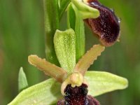 Ophrys exaltata ssp marzuola 19, Saxifraga-Hans Dekker