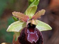 Ophrys exaltata ssp marzuola 20, Saxifraga-Hans Dekker