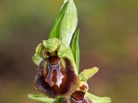 Ophrys exaltata ssp marzuola 24, Saxifraga-Hans Dekker