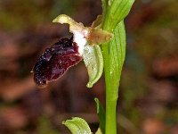 Ophrys exaltata ssp marzuola 27, Saxifraga-Hans Dekker