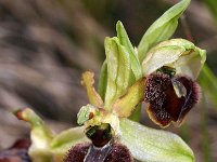 Ophrys exaltata ssp marzuola 7, Saxifraga-Hans Dekker