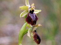 Ophrys exaltata ssp marzuola 9, Saxifraga-Hans Dekker