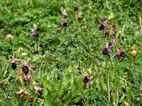 Ophrys ferrum-equinum 15, Saxifraga-Hans Dekker