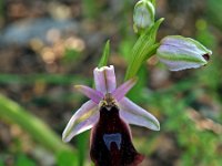 Ophrys ferrum-equinum 2, Saxifraga-Hans Dekker