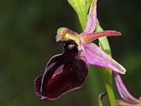 Ophrys ferrum-equinum 5, Saxifraga-Hans Dekker