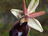 Ophrys ferrum-equinum 7, Saxifraga-Hans Dekker