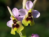 Ophrys ficalhoana 6, Saxifraga-Hans Dekker