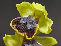 Ophrys flammeola 11, Saxifraga-Hans Dekker