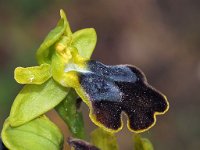 Ophrys flammeola 6, Saxifraga-Hans Dekker