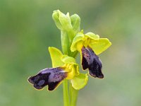 Ophrys flammeola 7, Saxifraga-Hans Dekker