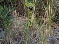 Ophrys forestieri 8, Saxifraga-Hans Dekker