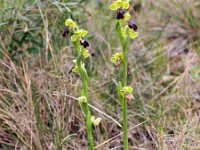 Ophrys forestieri 9, Saxifraga-Hans Dekker