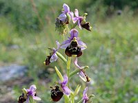 Ophrys fuciflora 15, Saxifraga-Jeroen Willemsen