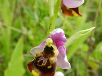 Ophrys fuciflora 17, Saxifraga-Rutger Barendse