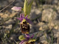 Ophrys fuciflora 2, Saxifraga-Willem van Kruijsbergen