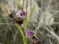 Ophrys fuciflora 3, Saxifraga-Willem van Kruijsbergen