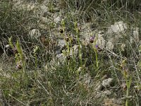 Ophrys fuciflora 4, Saxifraga-Willem van Kruijsbergen