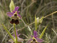 Ophrys fuciflora 5, Saxifraga-Willem van Kruijsbergen