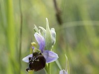 Ophrys fuciflora 9, Saxifraga-Willem van Kruijsbergen