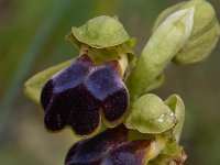 Ophrys fusca 108, Saxifraga-Harry Jans