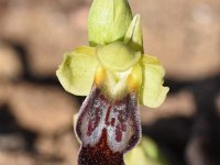 Ophrys fusca 112, Saxifraga-Sonja Bouwman  Bruine ophrys - Ophrys fusca ssp. fusca - Orchidaceae familie