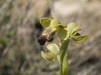 Ophrys fusca 26, Saxifraga-Jan van der Straaten