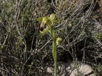 Ophrys fusca 29, Saxifraga-Willem van Kruijsbergen