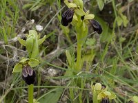 Ophrys fusca 50, Saxifraga-Willem van Kruijsbergen