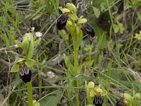 Ophrys fusca 55, Saxifraga-Willem van Kruijsbergen