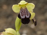 Ophrys fusca 65, Saxifraga-Jan van der Straaten