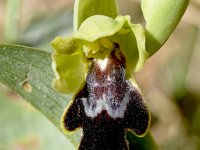 Ophrys fusca ssp bilunulata 116, Saxifraga-Sonja Bouwman  Ophrys fusca ssp. bilunulata - Orchidaceae familie; La Zubia (Es)