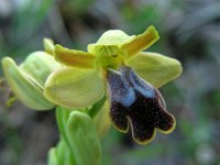 Ophrys fusca ssp bilunulata 75, Saxifraga-Ed Stikvoort