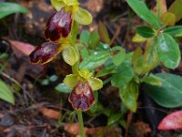 Ophrys fusca ssp bilunulata 80, Saxifraga-Ed Stikvoort