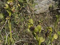 Ophrys fusca ssp creberrima 21, Saxifraga-Willem van Kruijsbergen