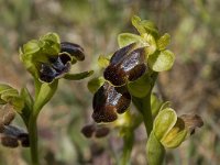 Ophrys fusca ssp creberrima 23, Saxifraga-Willem van Kruijsbergen