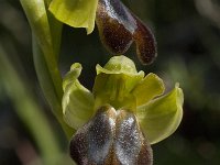 Ophrys fusca ssp cressa 16, Saxifraga-Willem van Kruijsbergen