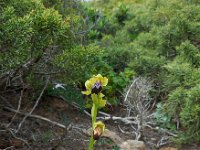 Ophrys fusca ssp fusca 89, Saxifraga-Ed Stikvoort