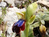 Ophrys fusca ssp iricolor 103, Regenboogophrys, Saxifraga-Ed Stikvoort