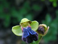 Ophrys fusca ssp iricolor 98, Regenboogophrys, Saxifraga-Ed Stikvoort