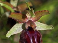 Ophrys garganica 10, Saxifraga-Hans Dekker