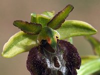 Ophrys garganica 15, Saxifraga-Hans Dekker