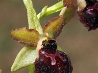 Ophrys garganica 18, Saxifraga-Hans Dekker