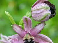 Ophrys garganica ssp sipontensis 6, Saxifraga-Rien Schot